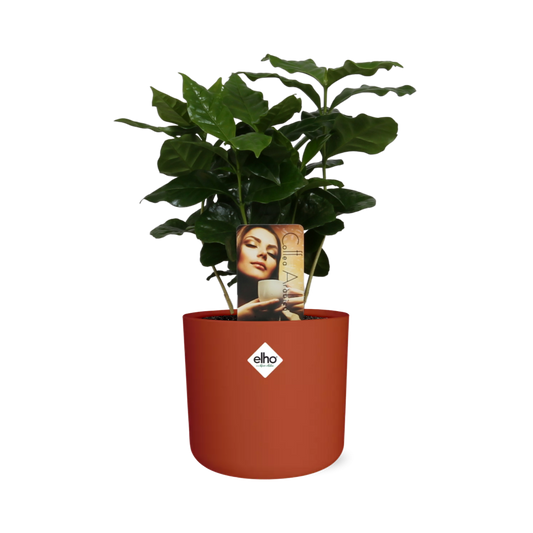Coffea Arabica Zimmerpflanze im ELHO b.for soft Rond 14cm
