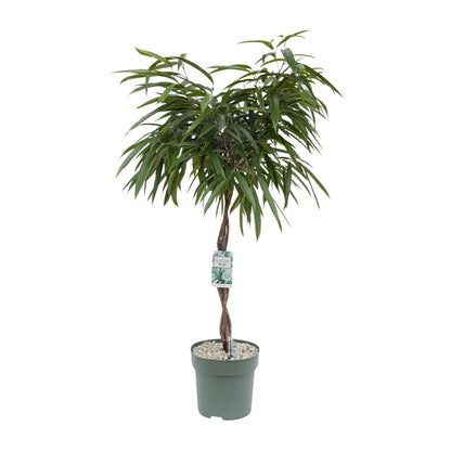 Ficus Mahori – Elegante, pflegeleichte Zimmerpflanze 120 cm