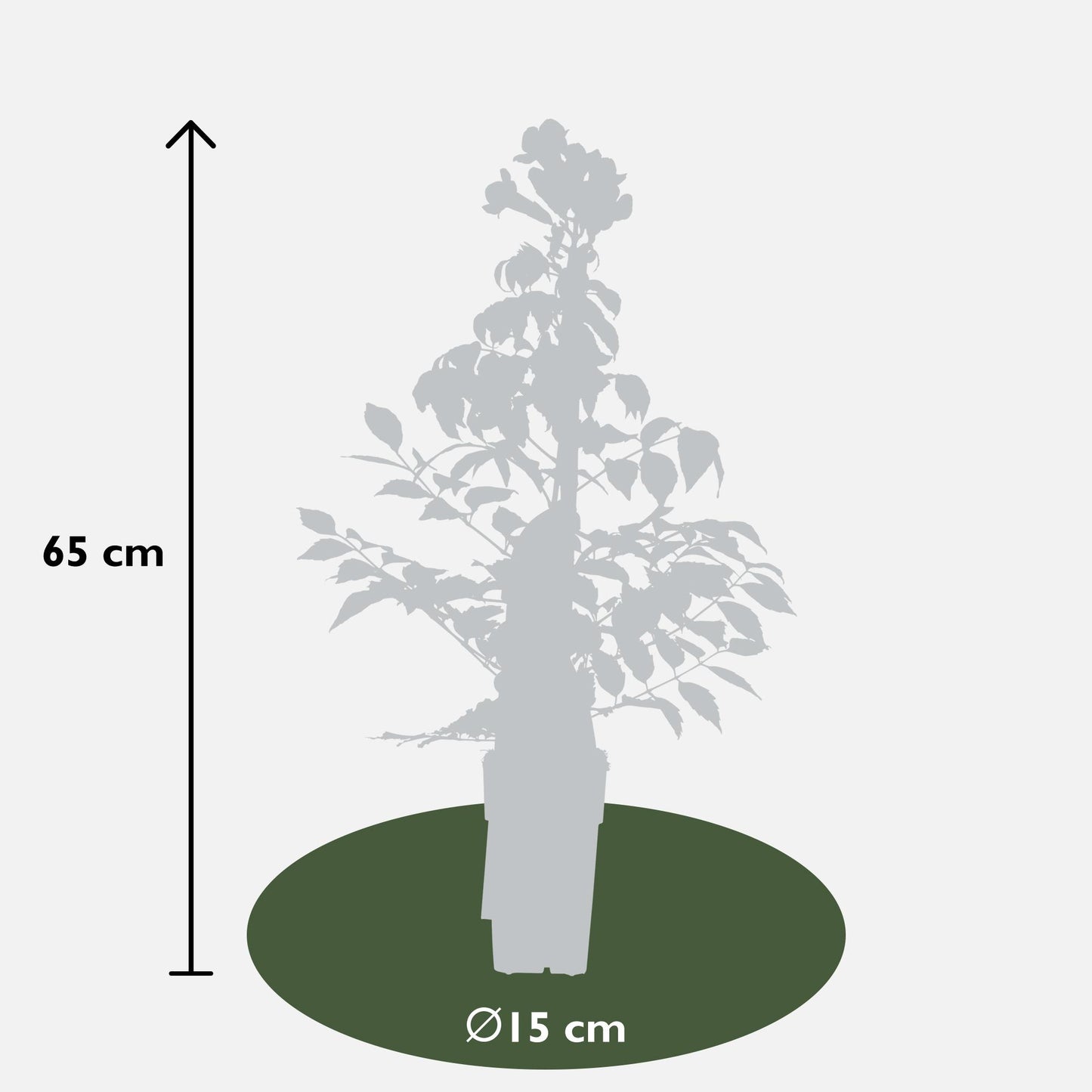 2x Campsis Summer Jazz 'Fire Trumpet' – Kletterpflanze Ø15cm, 65cm hoch