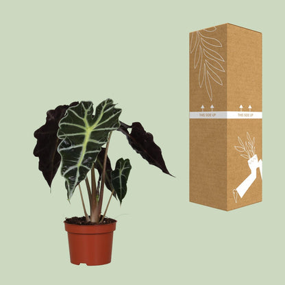 Alocasia Amazonica Polly – Tropische, pflegeleichte Zimmerpflanze Ø12cm