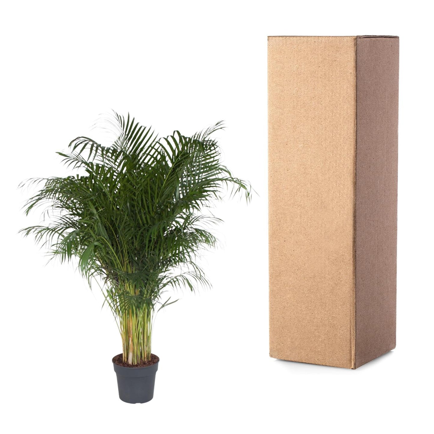 Dypsis Lutescens (Areca-Palme) – 200 cm, ø34 cm