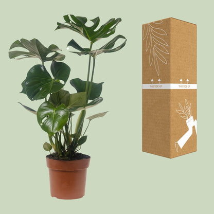 Monstera Deliciosa – Pflegeleichte Trendpflanze Ø21cm, 75cm hoch
