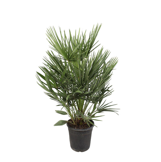 Chamaerops Humilis – Robuste Zwergpalme 100 cm