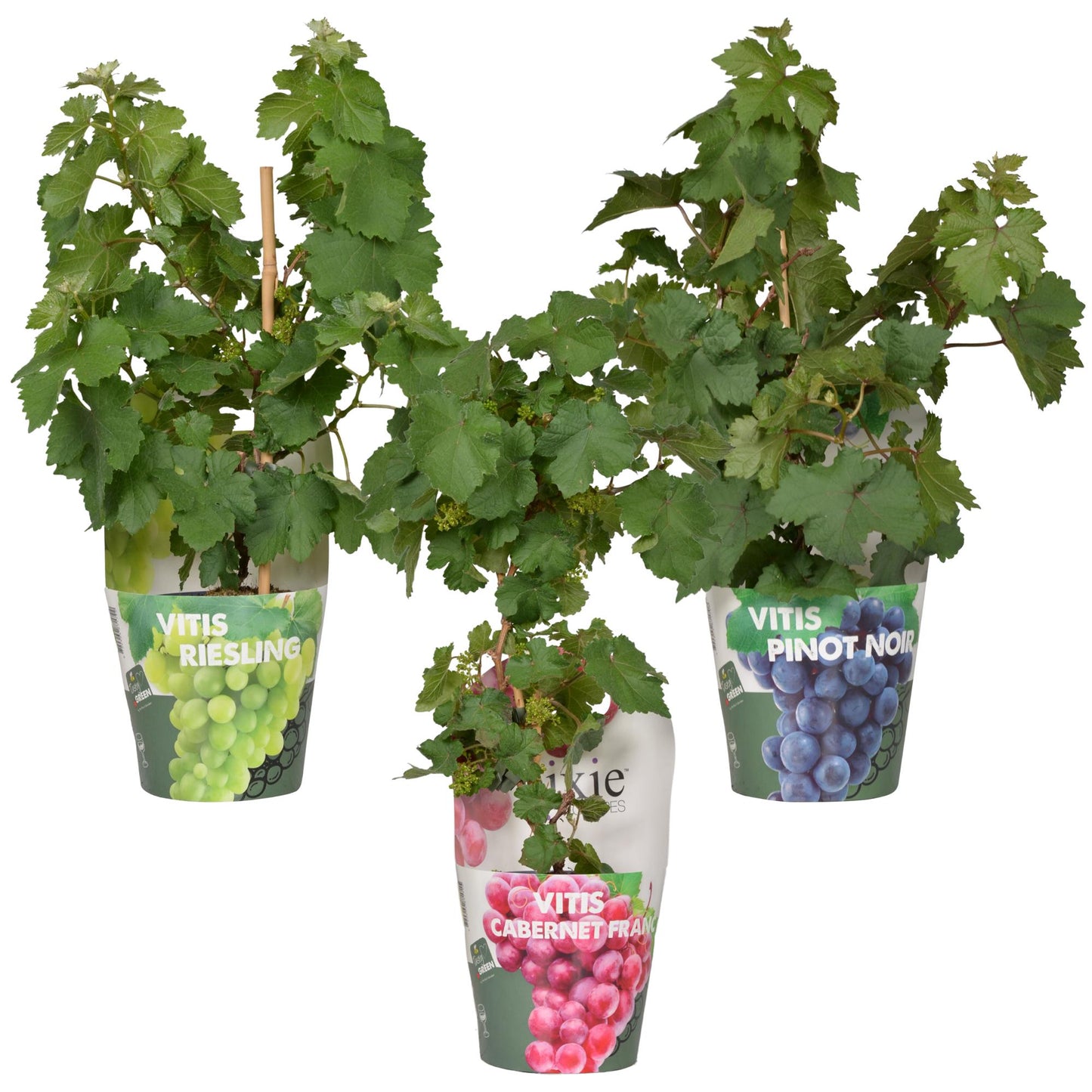 3x Vitis Pixie Mix – pflegeleichte Zimmerpflanze Ø14cm