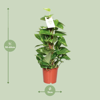 Epipremnum Aureum – Goldene Efeutute Ø15 cm, ca. 60 cm hoch