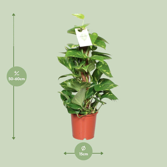 Epipremnum Aureum – Goldene Efeutute Ø15 cm, ca. 60 cm hoch