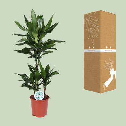 Dracaena Janet Lind – pflegeleichter Drachenbaum Ø21cm, 90cm hoch