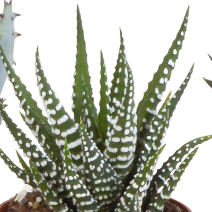 Gasteria & Haworthia Sukkulenten 5er Set im weißen Topf