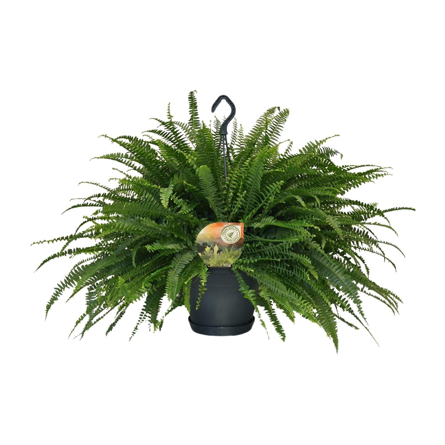 Boston-Farn Nephrolepis Green Lady Ø20cm, ca. 60cm hoch