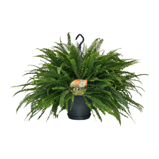 Boston-Farn Nephrolepis Green Lady Ø20cm, ca. 60cm hoch