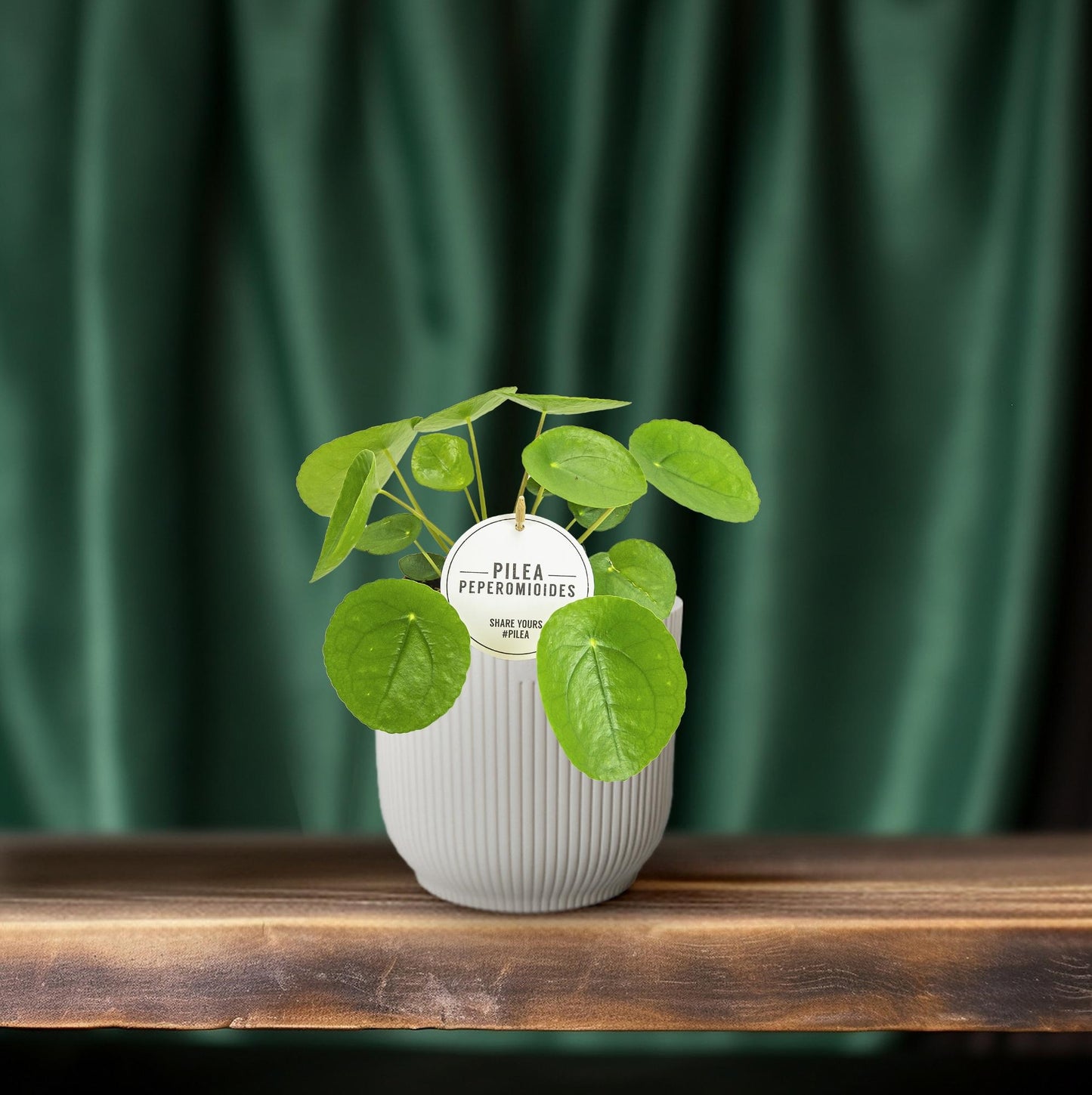 Pilea Peperomioides – Pflegeleichte Aluminium-Pflanze Ø13cm