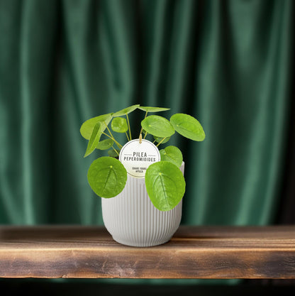 Pilea Peperomioides – Pflegeleichte Aluminium-Pflanze Ø13cm