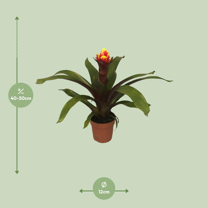 Guzmania Crown – Pflegeleichte Tropische Zimmerpflanze Ø12cm
