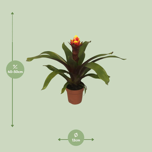 Guzmania Crown – Pflegeleichte Tropische Zimmerpflanze Ø12cm