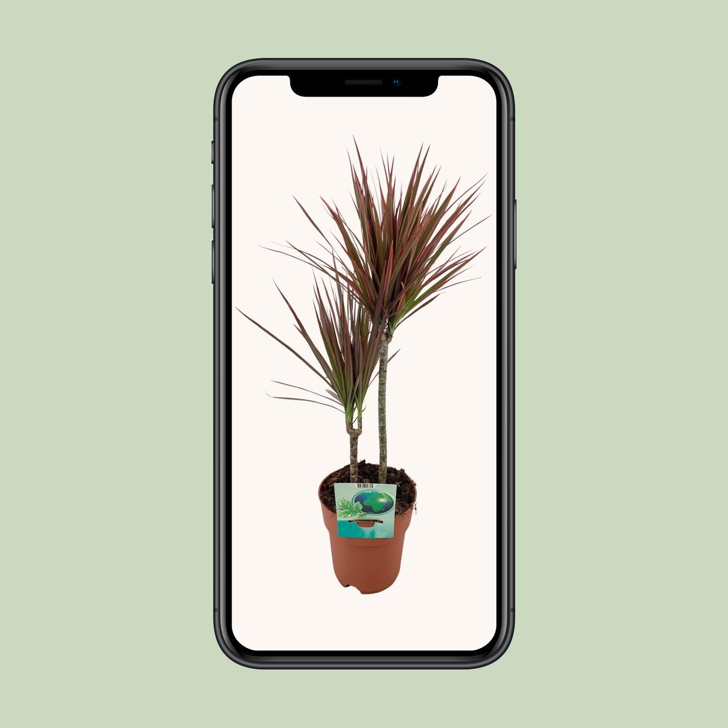 Dracaena marginata Bicolor – pflegeleichter Drachenbaum Ø19cm