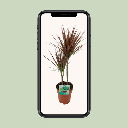 Dracaena marginata Bicolor – pflegeleichter Drachenbaum Ø19cm