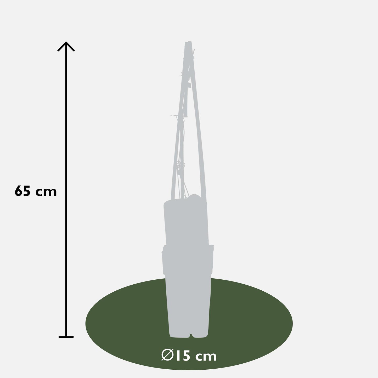 4x Clematis Piilu – Blühende Sommerpracht Ø15cm