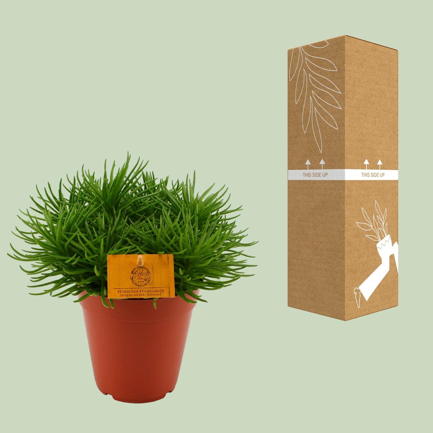 Senecio Himalaya – Pflegeleichte Zimmerpflanze Ø15cm