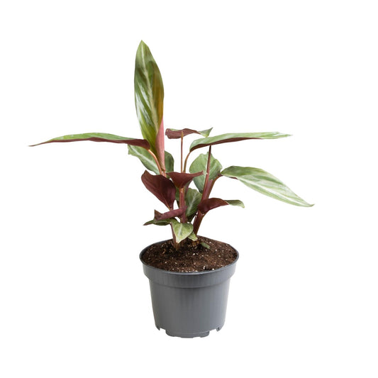 Stromanthe Sanguinea 'Horticolor' – pflegeleichte Zimmerpflanze Ø12 cm