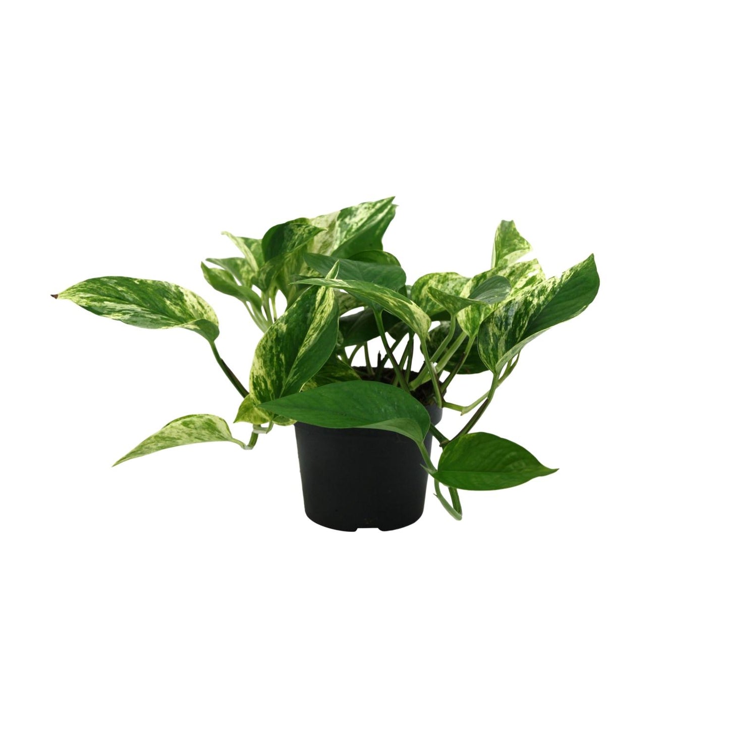 Epipremnum Marble Queen – Pflegeleichte Zimmerpflanze Ø12cm