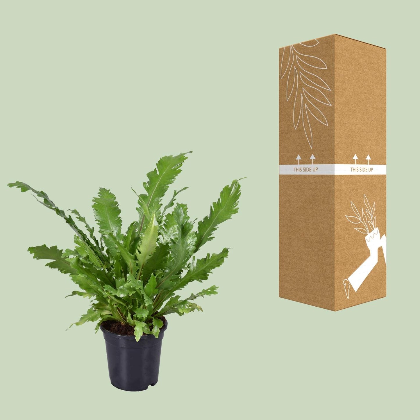 Asplenium Nidus – Nestfarn Ø17cm, ca. 45cm hoch