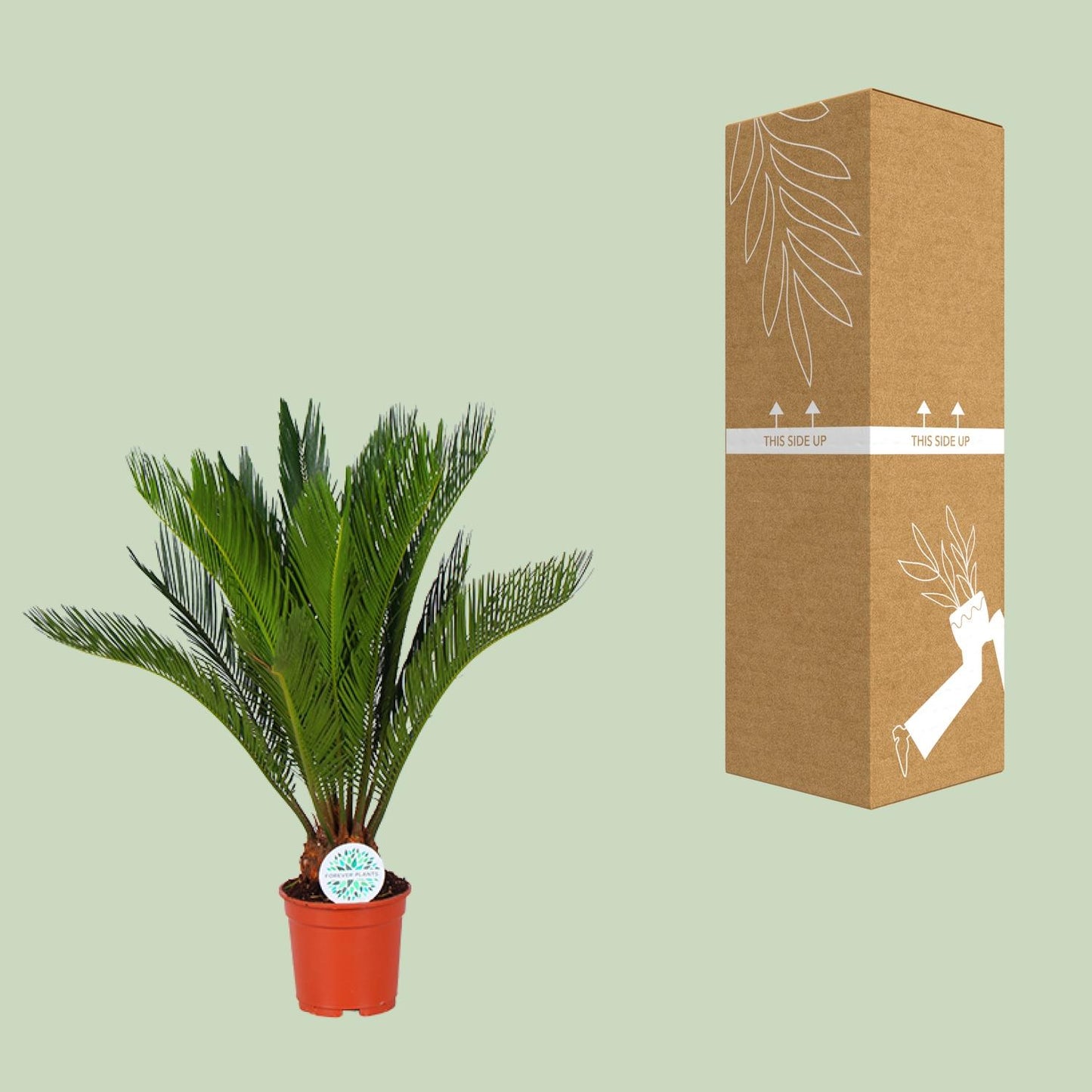 Cycas Revoluta – Pflegeleichte Farnpalme Ø17cm, ca. 70cm hoch