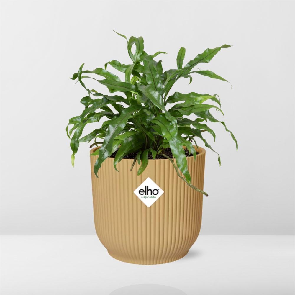 Känguru-Farn (Microsorum diversifolium) in ELHO Vibes Fold Gelb 14cm