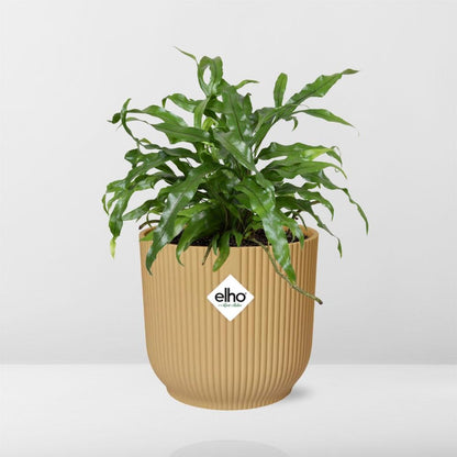 Känguru-Farn (Microsorum diversifolium) in ELHO Vibes Fold Gelb 14cm
