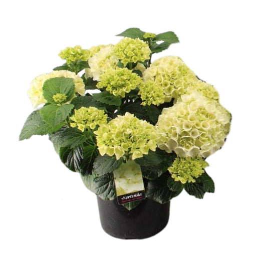 Endlose Hortensie Ø23cm – Blühende Zimmerpflanze