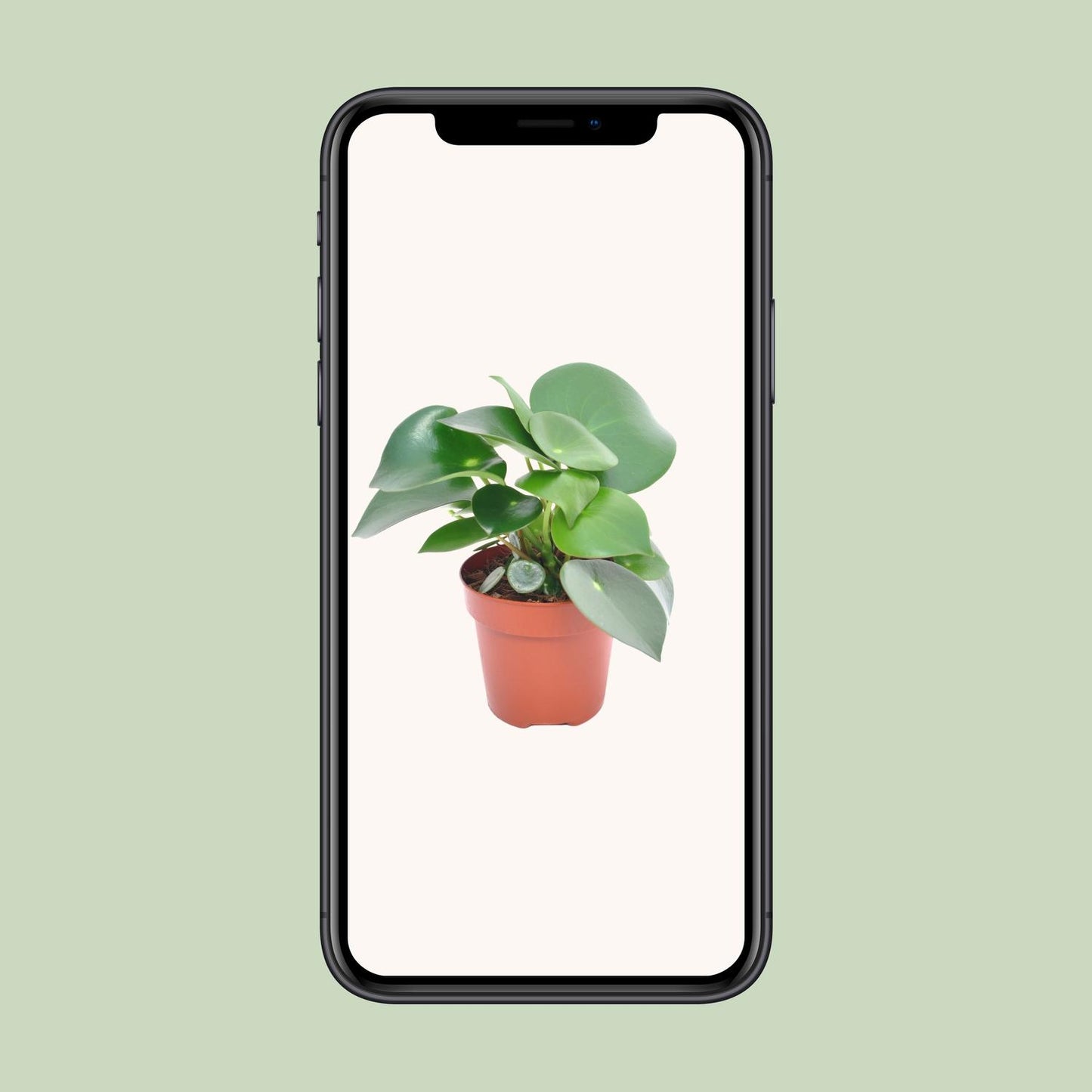 Peperomia Raindrop – Pflegeleichte Zimmerpflanze 12cm