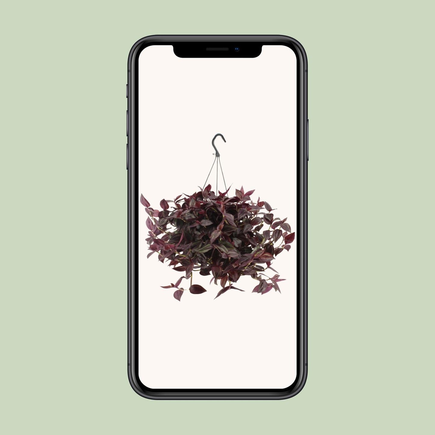 Tradescantia Jewel Red – Pflegeleichte Zimmerpflanze Ø17cm