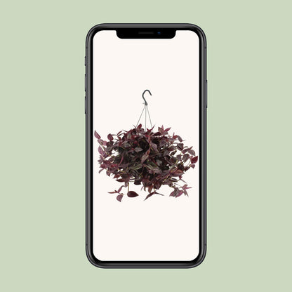 Tradescantia Jewel Red – Pflegeleichte Zimmerpflanze Ø17cm