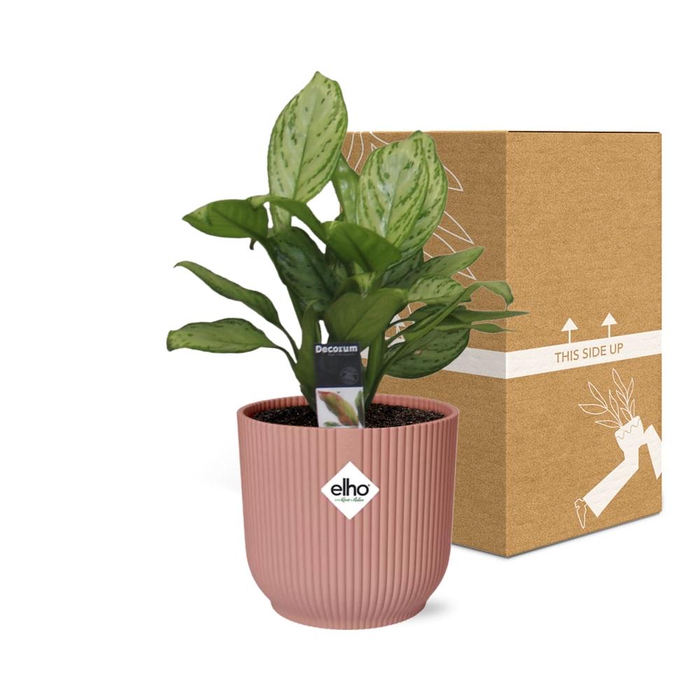 Aglaonema Christina in ELHO Vibes Fold 14cm rosa – Pflegeleichte Zimmerpflanze