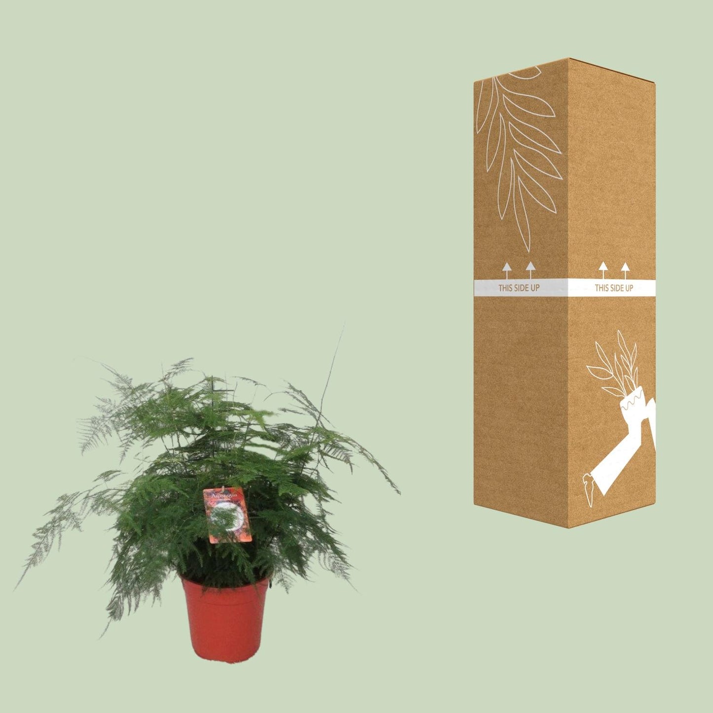 Asparagus Setaceus Farn – pflegeleichte Zimmerpflanze Ø21 cm
