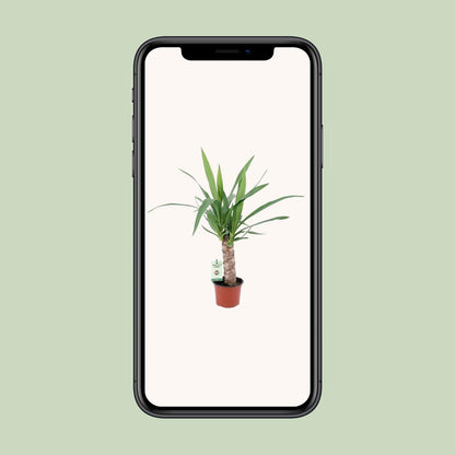 Yucca Zimmerpflanze Ø12 cm, ca. 50 cm hoch – pflegeleicht & robust