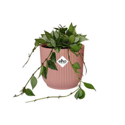 Hoya Krohniana Eskimo – Pflegeleichte Wachsblume in Rosé 14cm