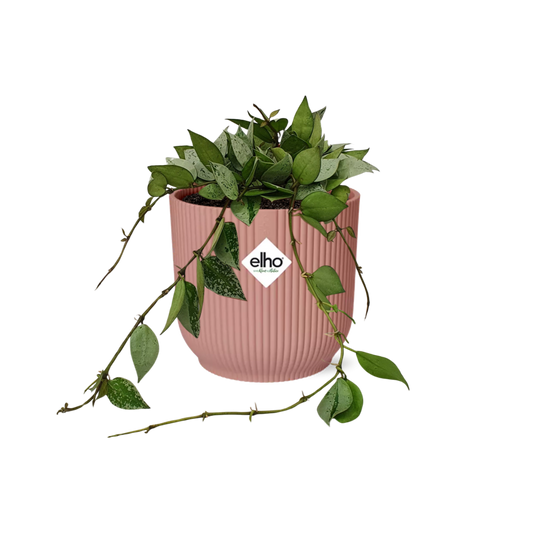 Hoya Krohniana Eskimo – Pflegeleichte Wachsblume in Rosé 14cm