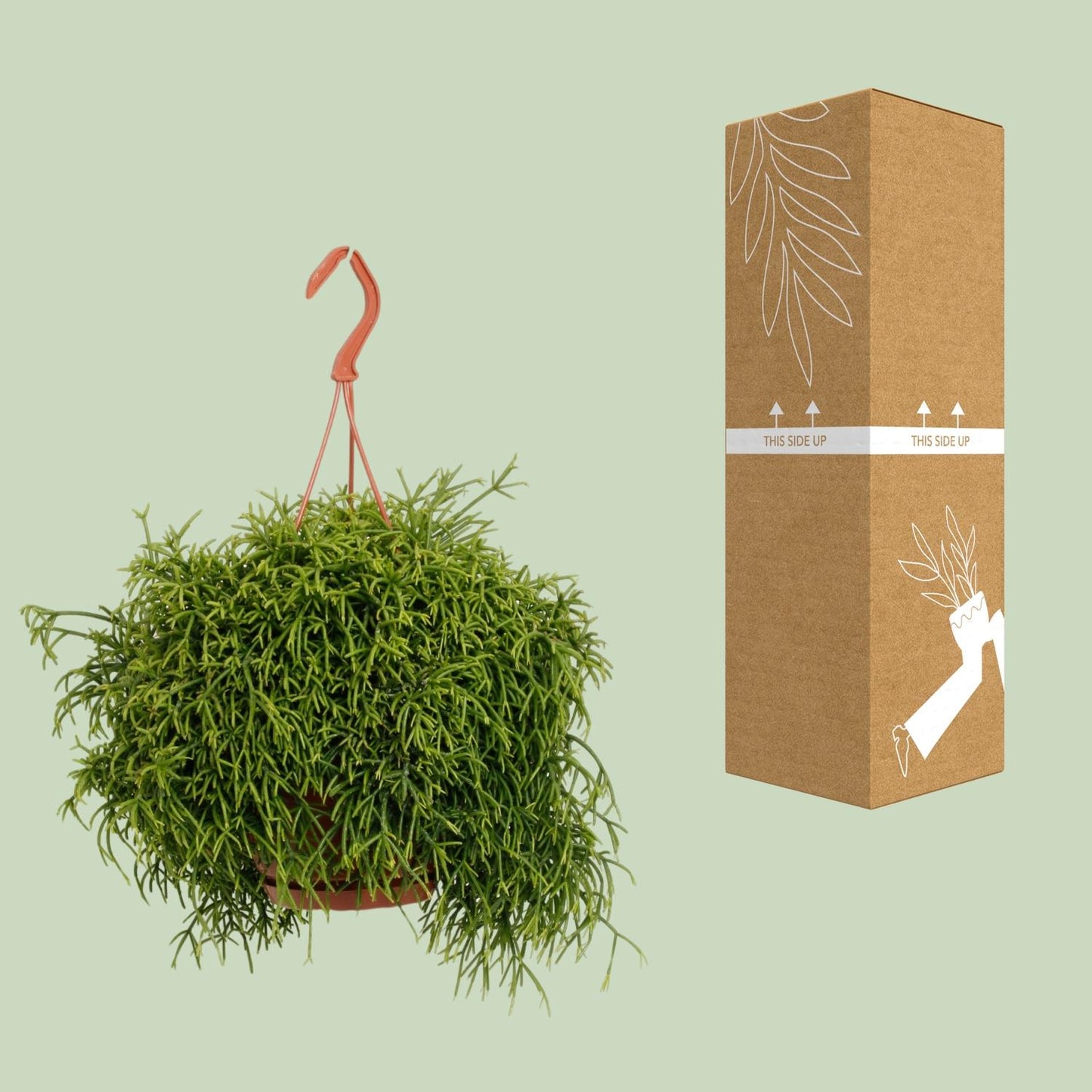 Rhipsalis Heteroclada – Pflegeleichte Trendpflanze Ø21cm
