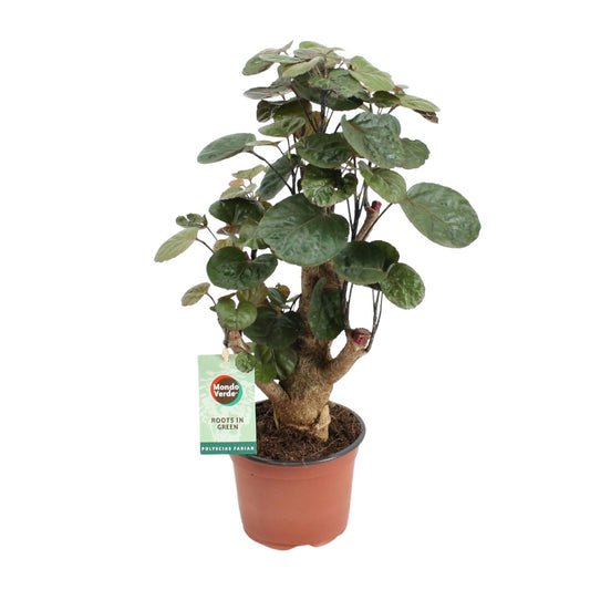 Polyscias Fabian – Pflegeleichte Zimmerpflanze Ø12cm, 40cm hoch