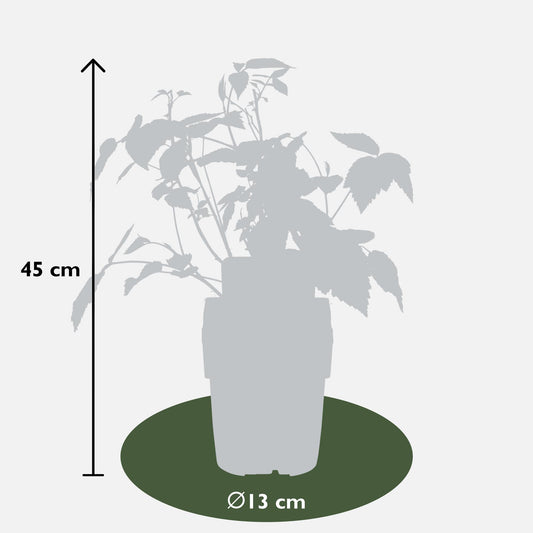 4er-Set Rubus 'Autumn' – Robuste Herbst-Hecke Ø13cm