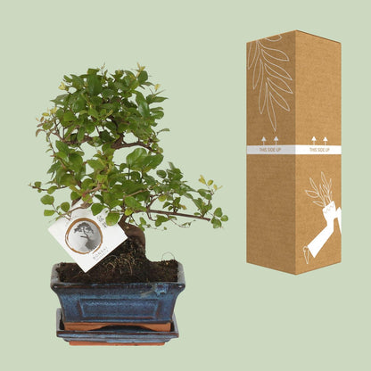 Bonsai 'Sageretia' S-Form Ø15cm – Pflegeleichter Zimmerbonsai