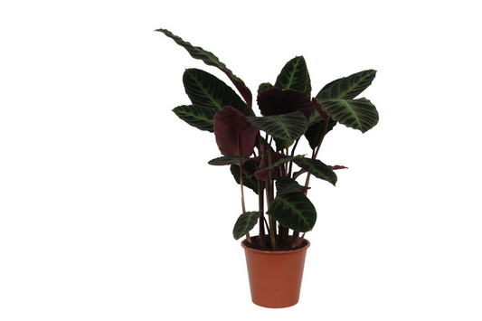Calathea Warscewiczii – Große Blatt-Zimmerpflanze 100 cm