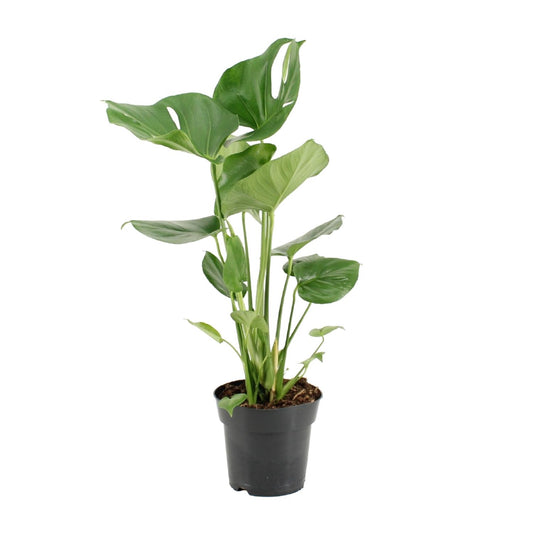 Monstera Deliciosa – Pflegeleichte Trendpflanze Ø17cm