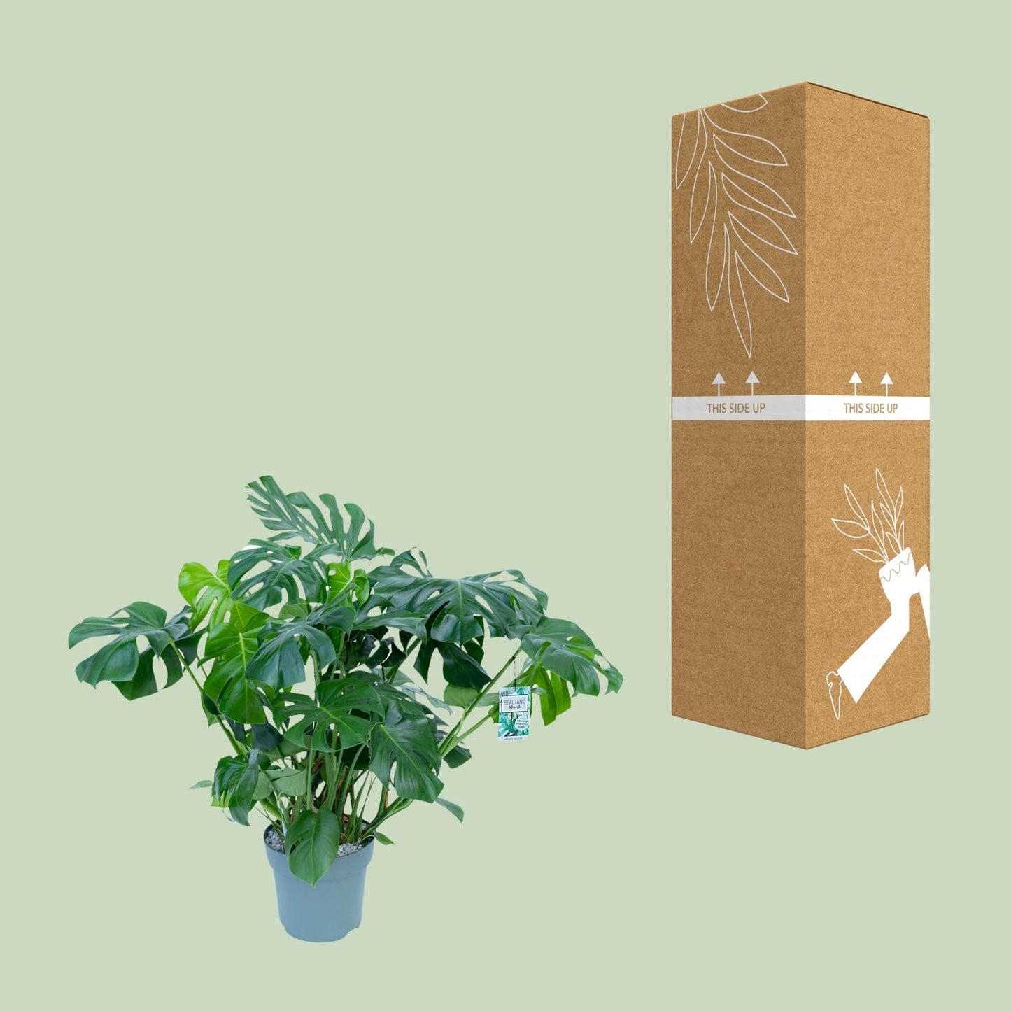 Monstera Deliciosa – Tropische, pflegeleichte Zimmerpflanze Ø30cm
