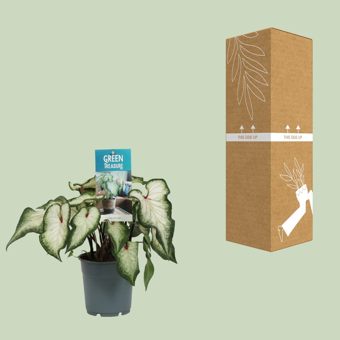 Caladium 'White Wonder' – Pflegeleichter Engelsflügel Ø12cm