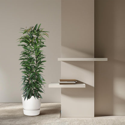 Ficus Alii King – Pflegeleichte elegante Zimmerpflanze 150 cm
