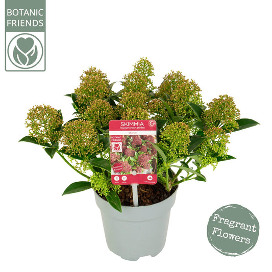 Skimmia Japonica 'Marlot' – Pflegeleichte Blühpflanze Ø13cm