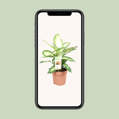 Dieffenbachia Camilla – Pflegeleichte Zimmerpflanze 45 cm