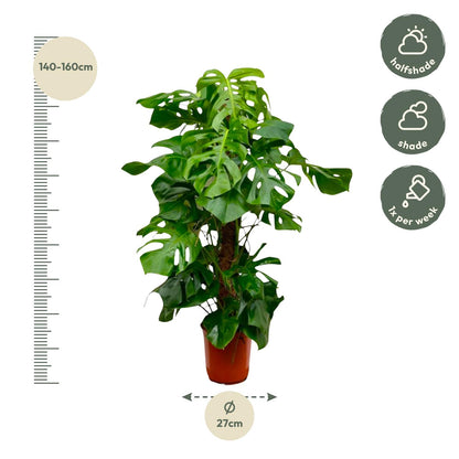 Monstera Deliciosa XXL – Tropische Zimmerpflanze 150 cm