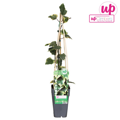 Efeu 'Dentata Variegata' – pflegeleichte Kletterpflanze Ø15cm